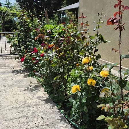 Maxim - Free Parking Warna